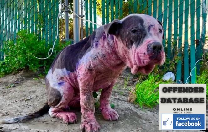 adam britton and erin britton paedophile dog torture