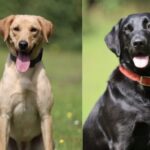 paedophile detection dogs nottinghamshire police sex crimes dogs