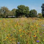 Child rape Hayes End Park
