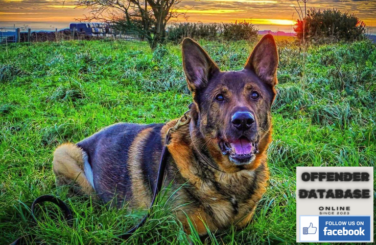 Bear the retired Eastbourne police dog