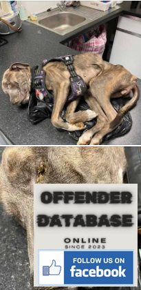 Cherie Rees Southsea child and animal abuser
