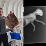 Michael Sweetman Ovingdean Animal Abuser