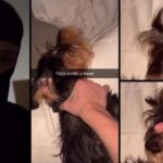 Robertsbridge Community College Hastings Animal Abuser