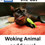 The Case of Minnie the Cat Woking Animal and Sexual Abuse