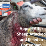 POLICE Appeal After Sheep Attacked and Killed In Cottenham