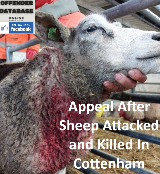 POLICE Appeal After Sheep Attacked and Killed In Cottenham POLICE Appeal After Sheep Attacked and Killed In Cottenham