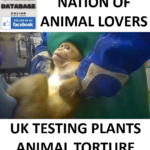 UNDERCOVER FOOTAGE REVEALS ANIMAL TESTING FOR WEIGHT-LOSS DRUGS