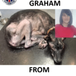 Ashley Graham Sentenced for Animal Cruelty and Neglect
